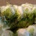 白菜小棵白菜叶面青秀没有虫眼没有黄叶没有烂的