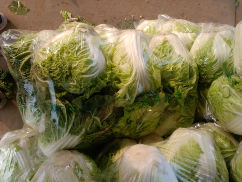 白菜小棵白菜叶面青秀没有虫眼没有黄叶没有烂的