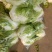 白菜小棵白菜叶面青秀没有虫眼没有黄叶没有烂的