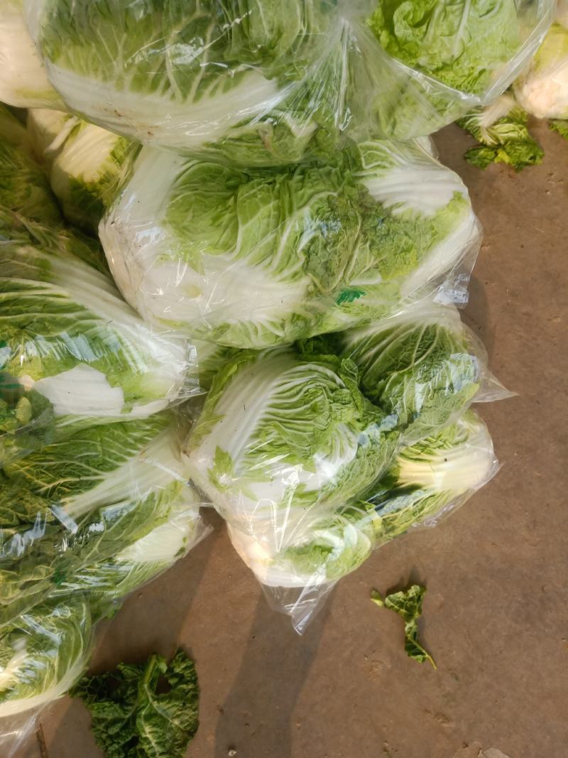 白菜小棵白菜叶面青秀没有虫眼没有黄叶没有烂的