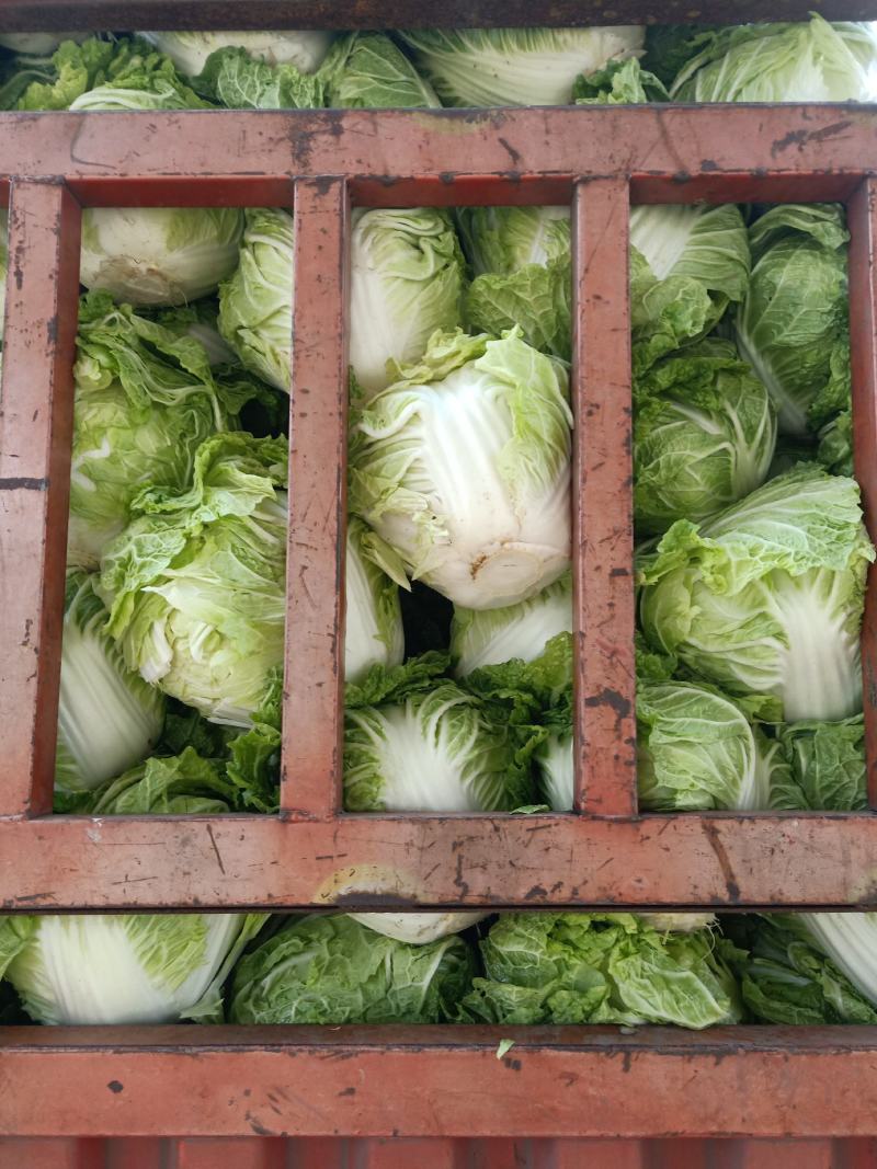 白菜小棵白菜叶面青秀没有虫眼没有黄叶没有烂的