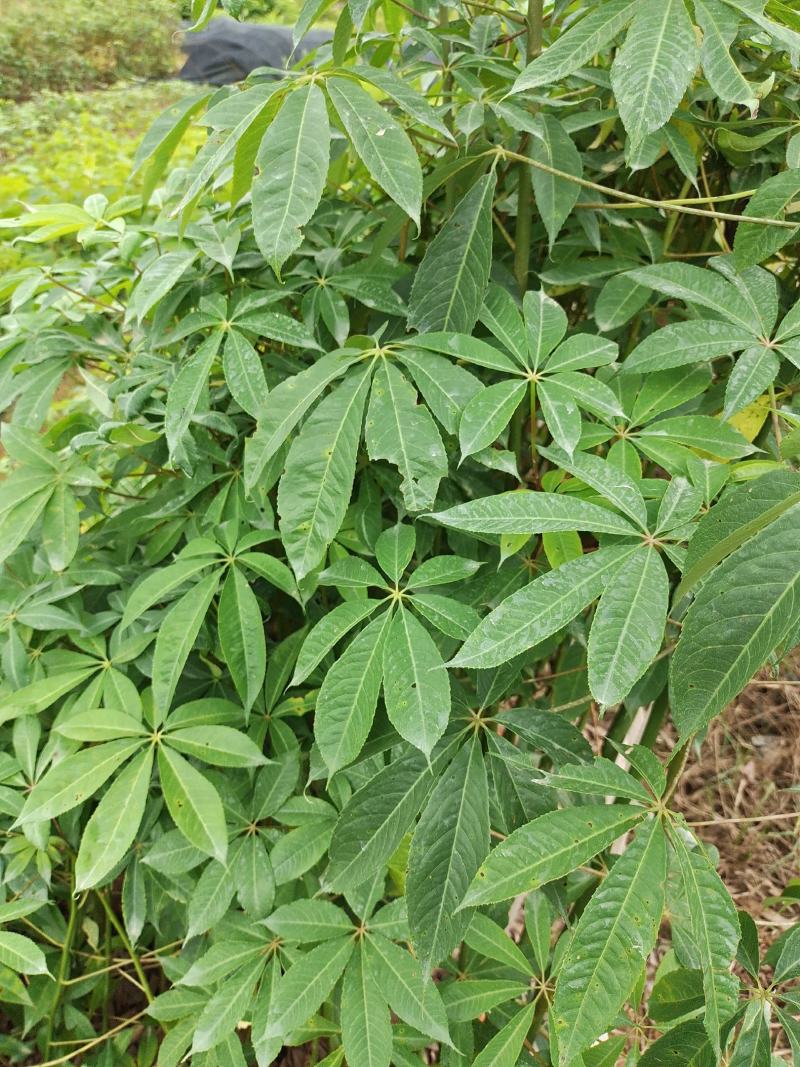 木棉苗、美丽木棉大复木棉苗