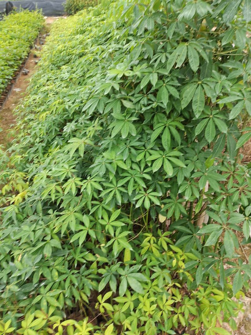 木棉苗、美丽木棉大复木棉苗
