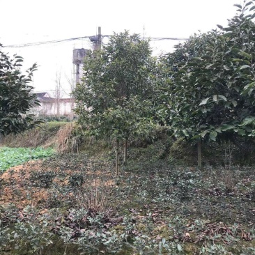 黄角兰树，7—8公分黄角兰树，10公分黄角兰树