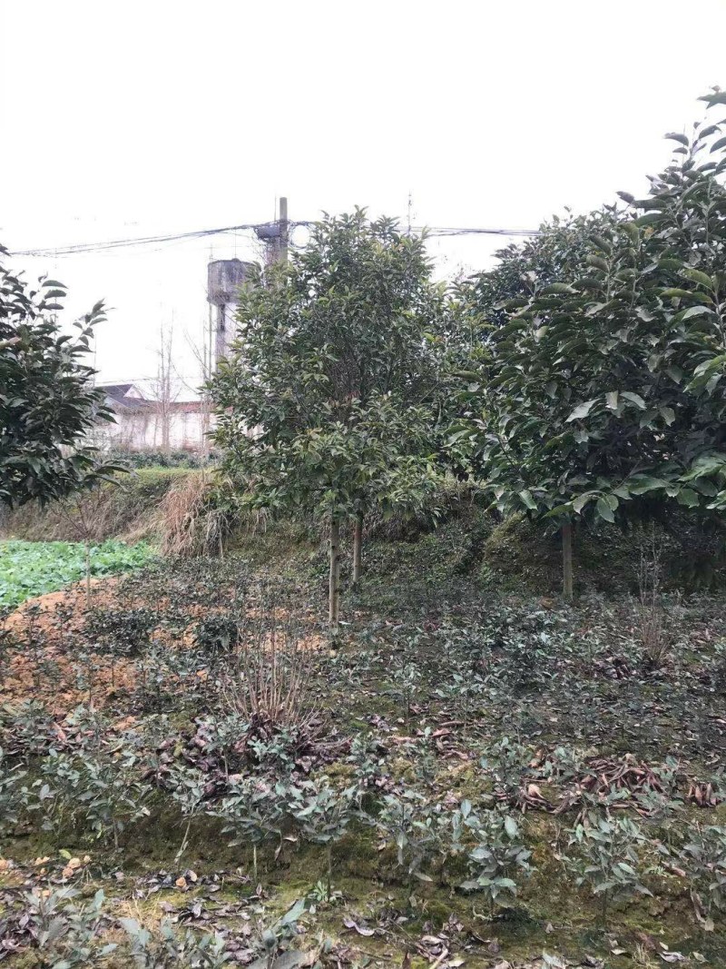 黄角兰树，7—8公分黄角兰树，10公分黄角兰树