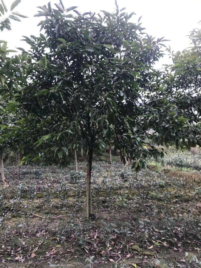 黄角兰树，7—8公分黄角兰树，10公分黄角兰树