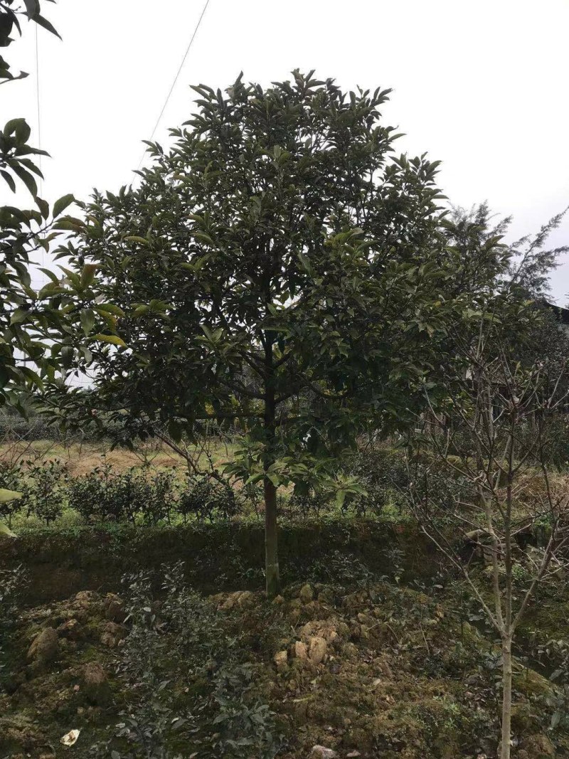 黄角兰树，7—8公分黄角兰树，10公分黄角兰树