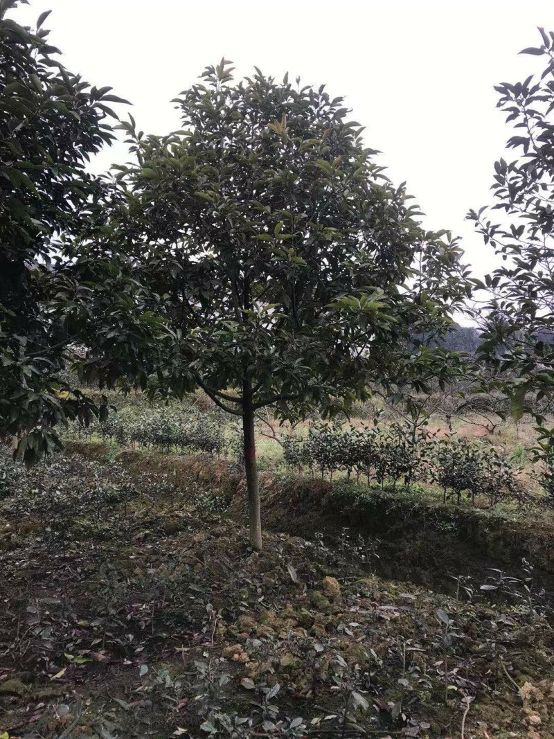 黄角兰树，7—8公分黄角兰树，10公分黄角兰树