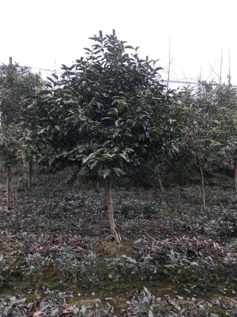 黄角兰树，7—8公分黄角兰树，10公分黄角兰树