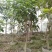 黄角兰树，7—8公分黄角兰树，10公分黄角兰树