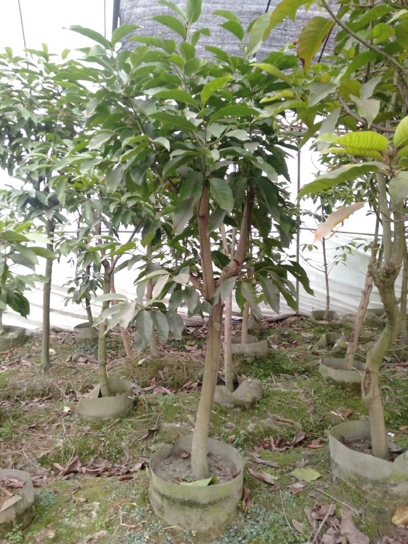 黄角兰树，7—8公分黄角兰树，10公分黄角兰树