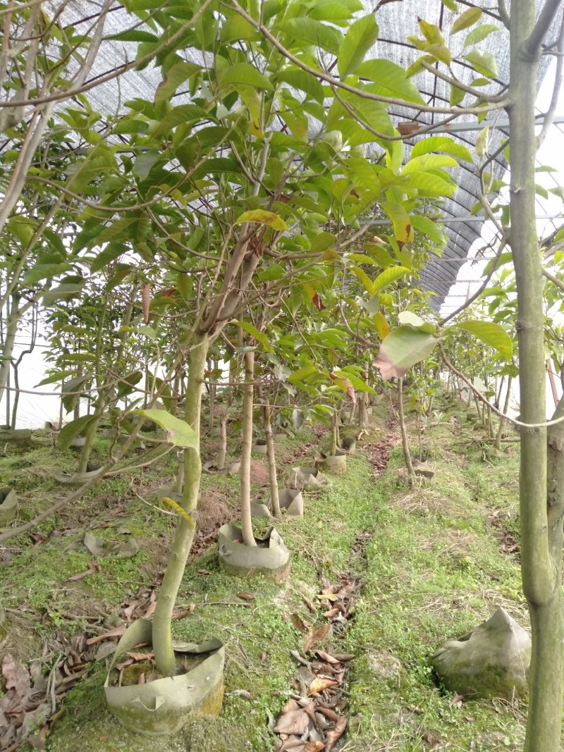 黄角兰树，7—8公分黄角兰树，10公分黄角兰树