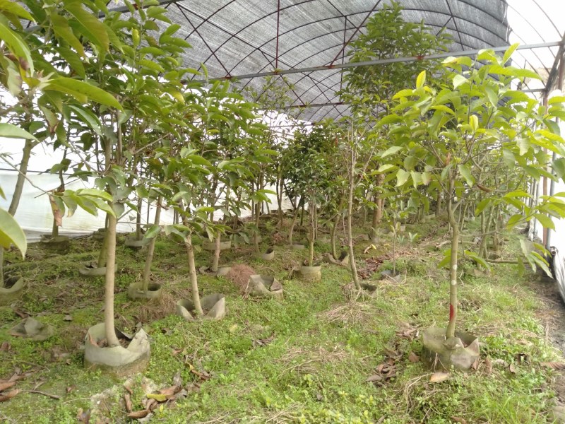 黄角兰树，7—8公分黄角兰树，10公分黄角兰树
