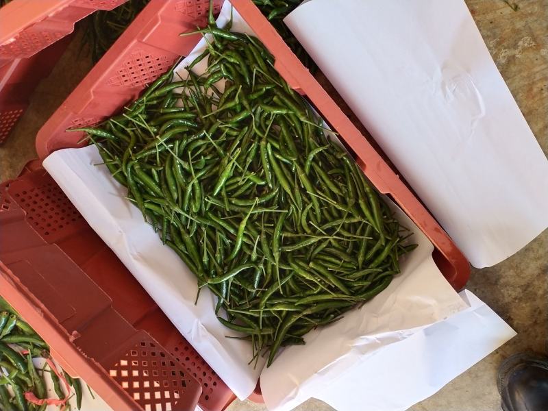 青小米椒，价格优惠，
