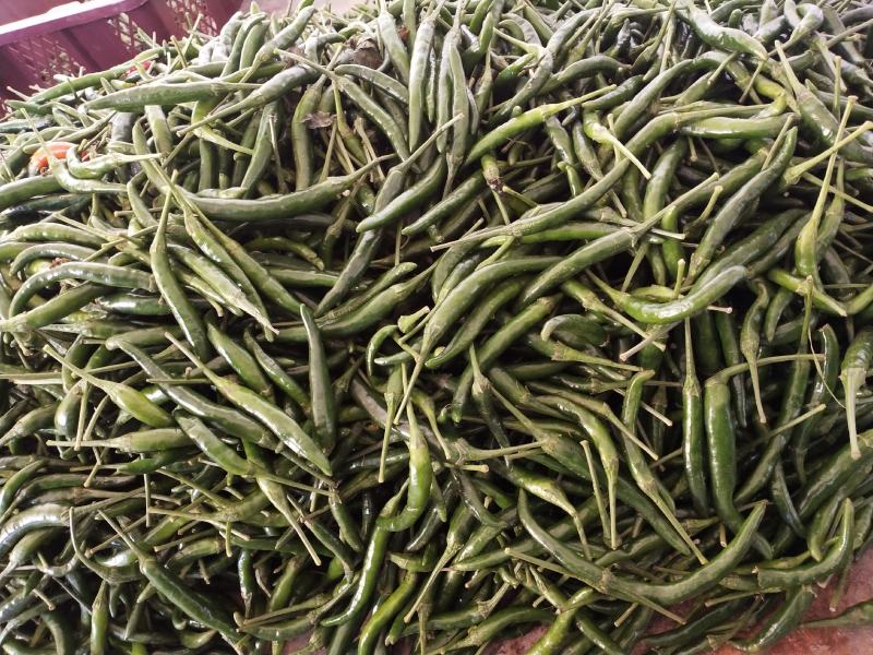 青小米椒，价格优惠，