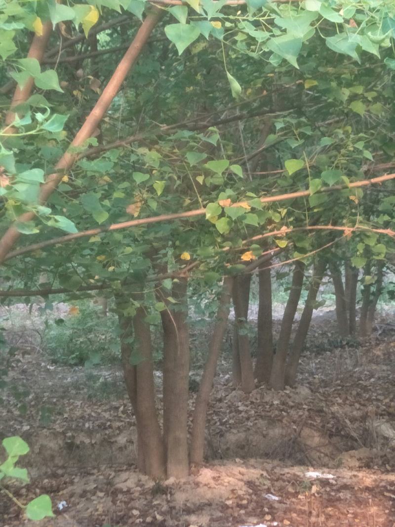 丛生乌柏树苗，单杆乌柏树苗