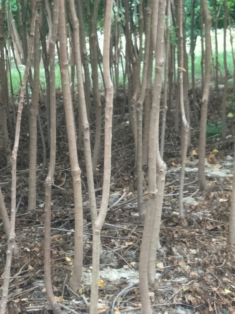 丛生乌柏树苗，单杆乌柏树苗