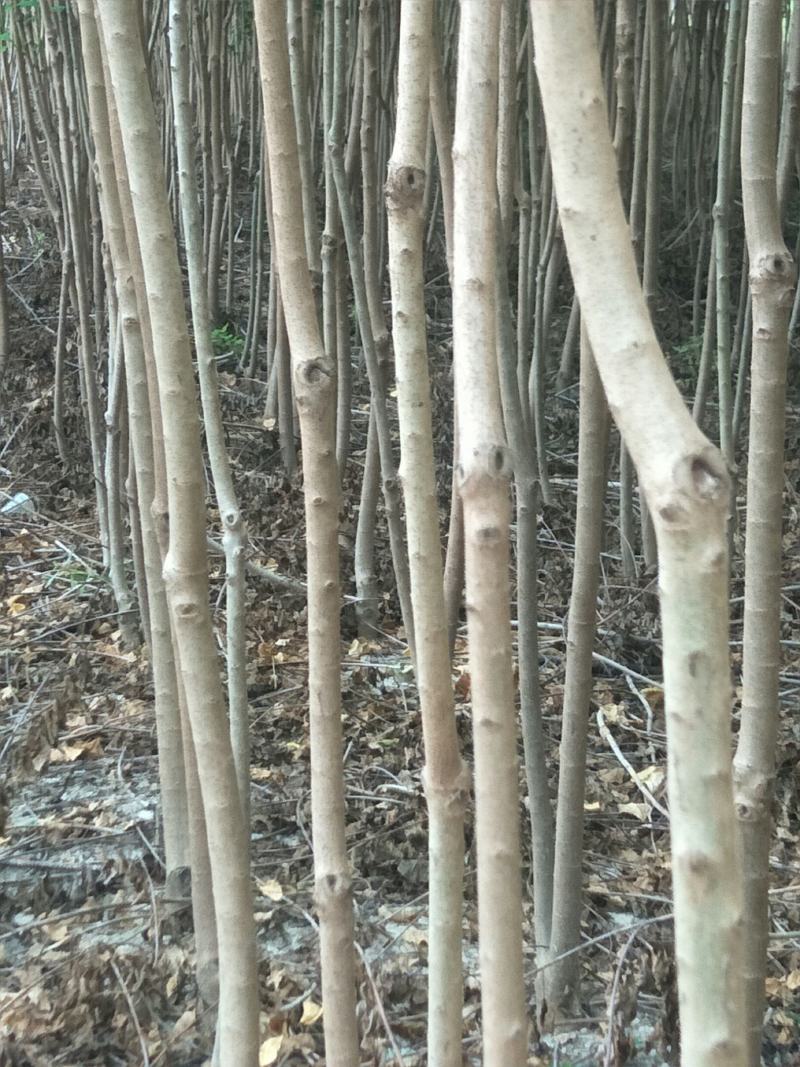 丛生乌柏树苗，单杆乌柏树苗