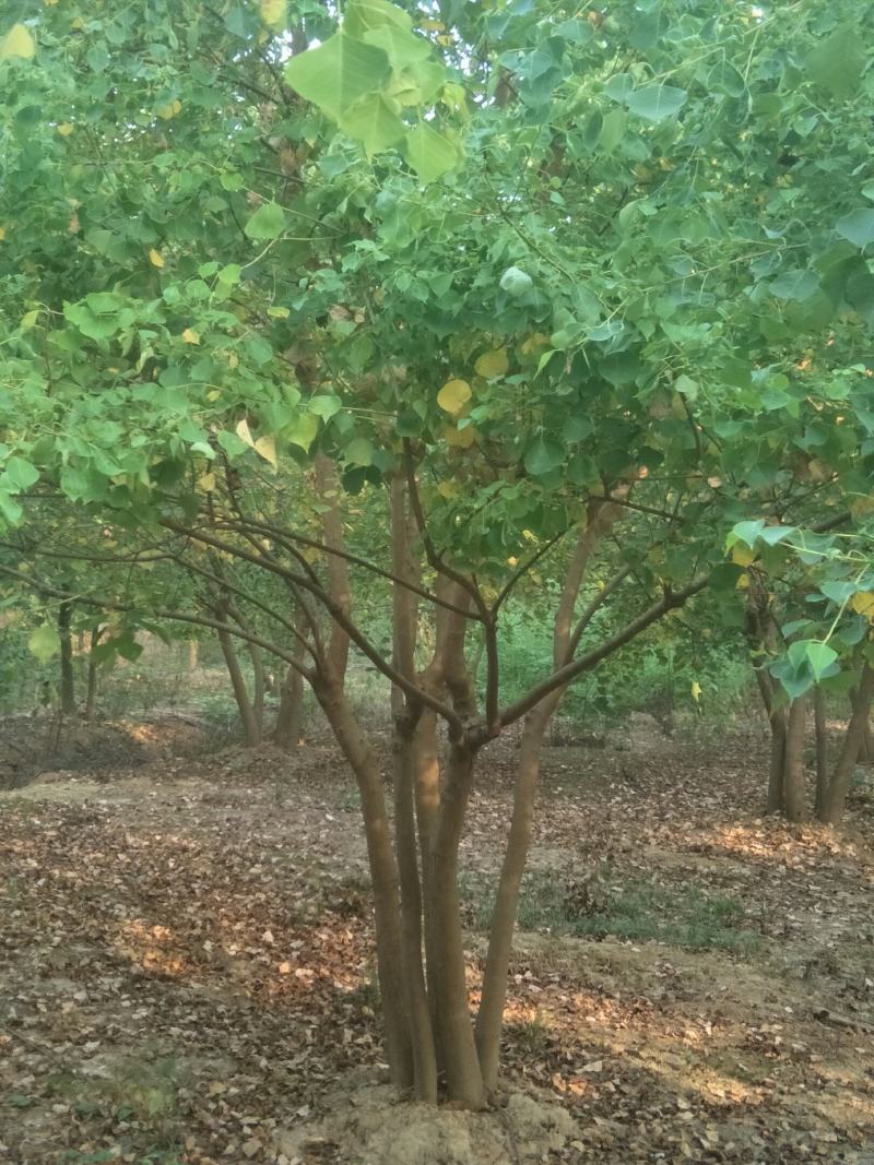 丛生乌柏树苗，单杆乌柏树苗