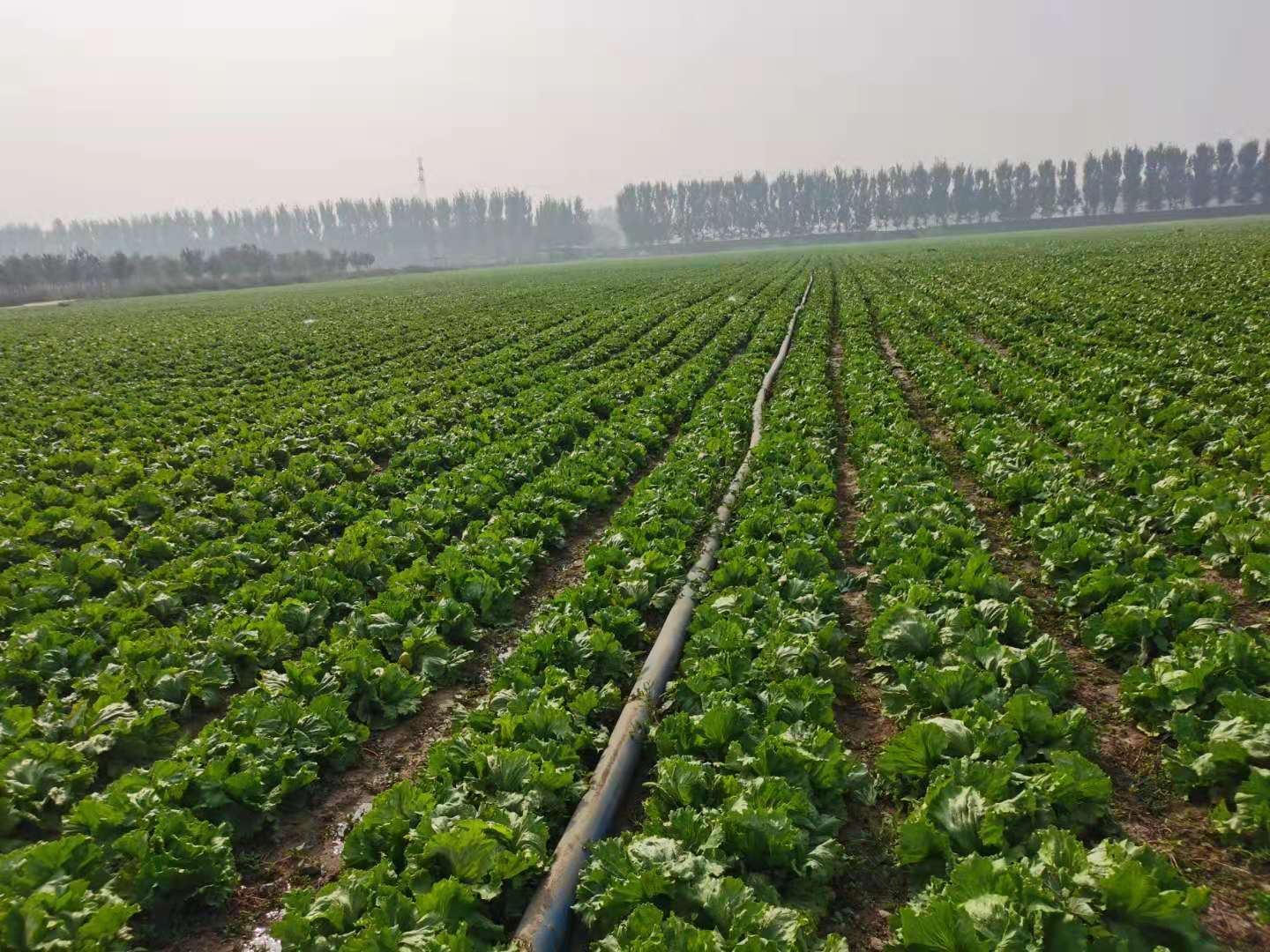 结球生菜田间长势良好的植株