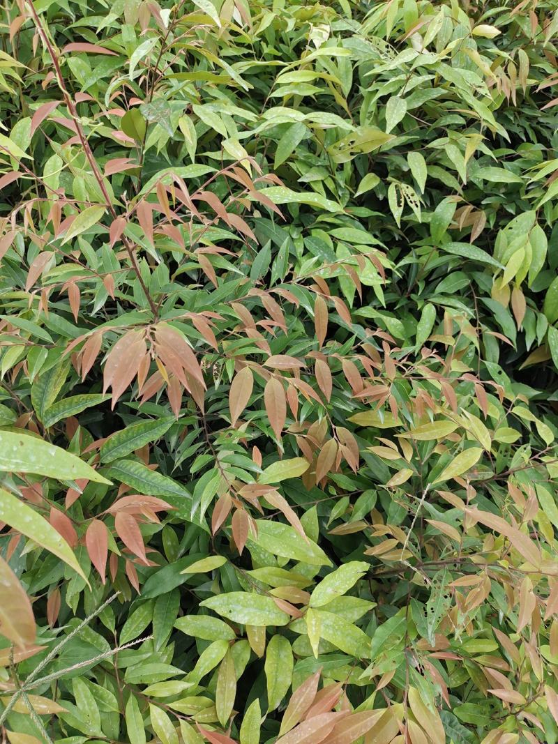 红椎苗、红椎苗造林树苗