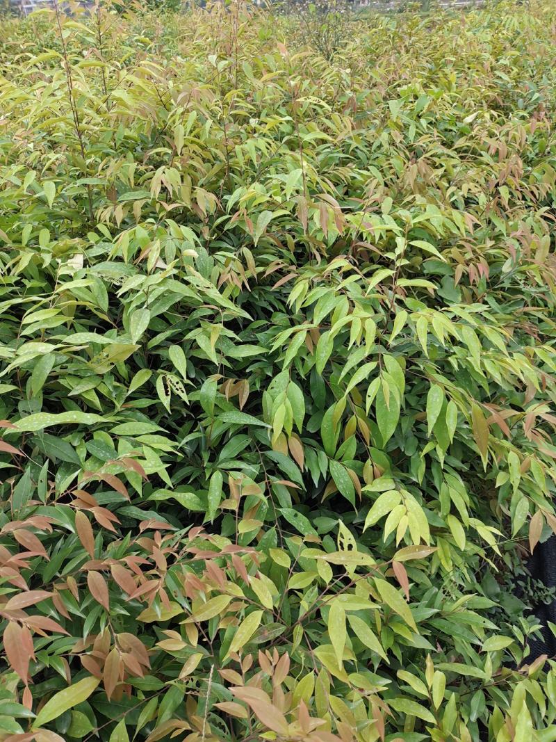 红椎苗、红椎苗造林树苗