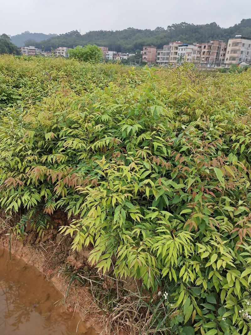 红椎苗、红椎苗造林树苗