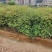 红椎苗、红椎苗造林树苗