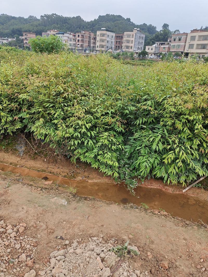 红椎苗、红椎苗造林树苗