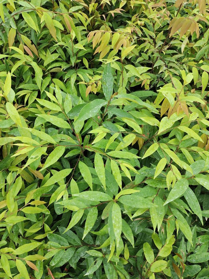 红椎苗、红椎苗造林树苗