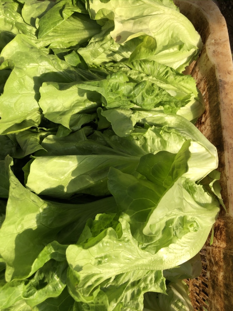 供应优质生菜🥬|意大利生菜|团生菜|云南生菜
