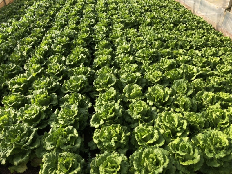 供应优质生菜🥬|意大利生菜|团生菜|云南生菜