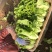 供应优质生菜🥬|意大利生菜|团生菜|云南生菜