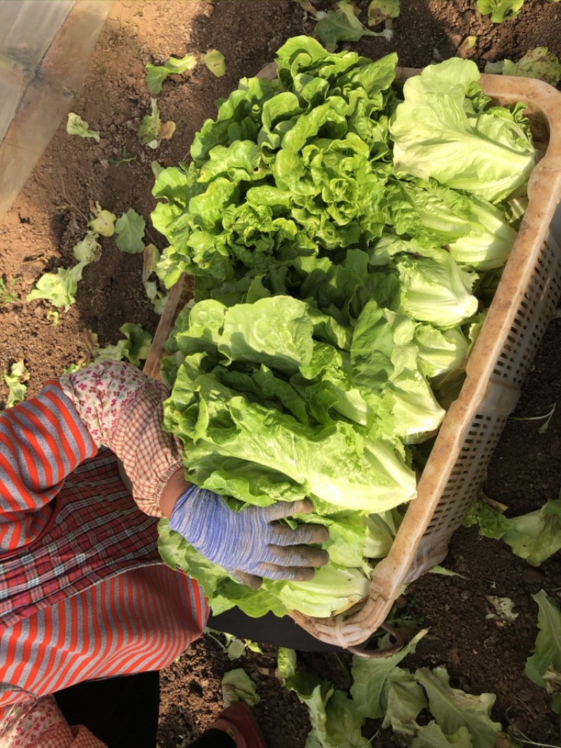 供应优质生菜🥬|意大利生菜|团生菜|云南生菜