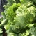 供应优质生菜🥬|意大利生菜|团生菜|云南生菜
