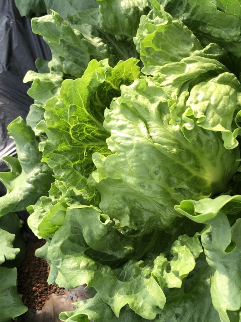 供应优质生菜🥬|意大利生菜|团生菜|云南生菜