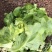 供应优质生菜🥬|意大利生菜|团生菜|云南生菜