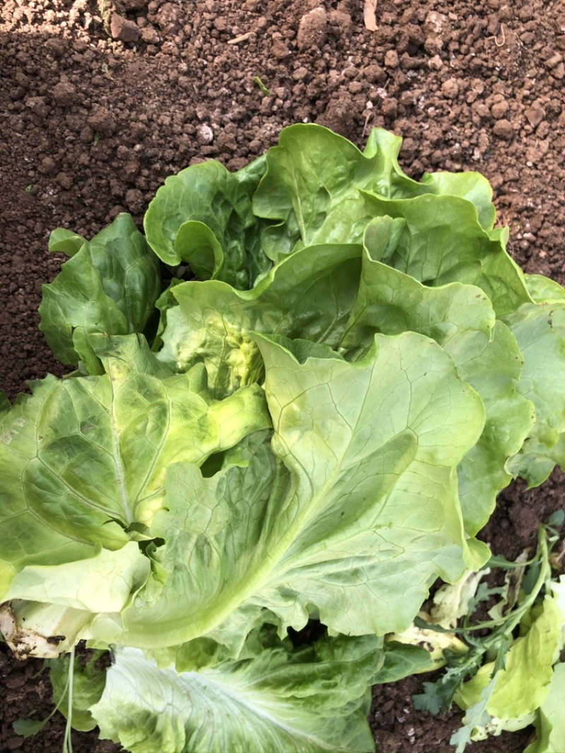 供应优质生菜🥬|意大利生菜|团生菜|云南生菜