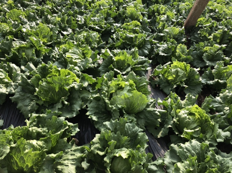 供应优质生菜🥬|意大利生菜|团生菜|云南生菜