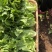 供应优质生菜🥬|意大利生菜|团生菜|云南生菜