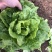 供应优质生菜🥬|意大利生菜|团生菜|云南生菜