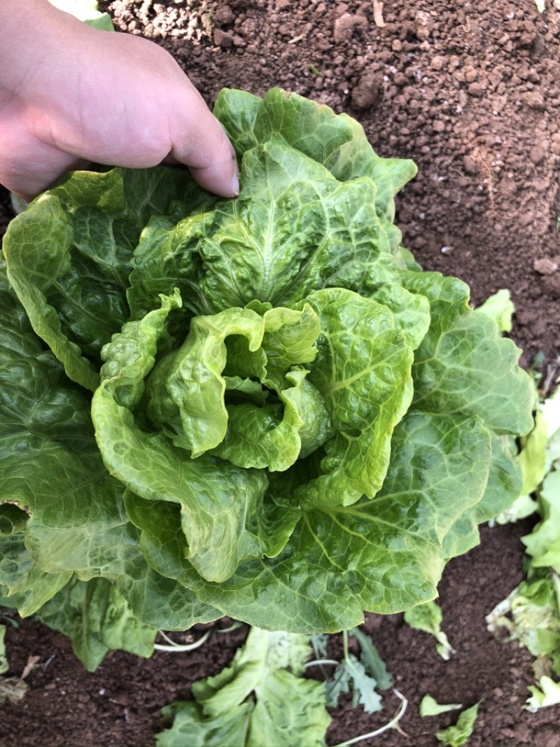 供应优质生菜🥬|意大利生菜|团生菜|云南生菜