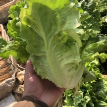 供应优质生菜🥬|意大利生菜|团生菜|云南生菜