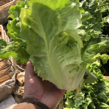 供应优质生菜🥬|意大利生菜|团生菜|云南生菜