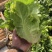 供应优质生菜🥬|意大利生菜|团生菜|云南生菜