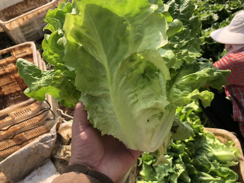 供应优质生菜🥬|意大利生菜|团生菜|云南生菜