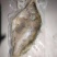 臭鳜鱼（臭桂鱼）厂家直批直销，也可做代加工，大小规格均有