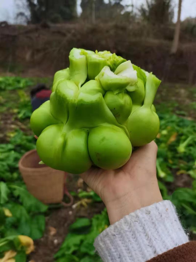 榨菜头，中华神菜，，，，，，