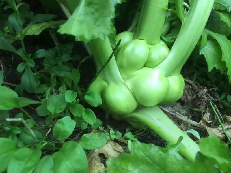 榨菜头，中华神菜，，，，，，