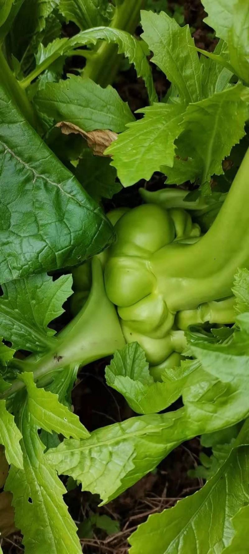 榨菜头，中华神菜，，，，，，